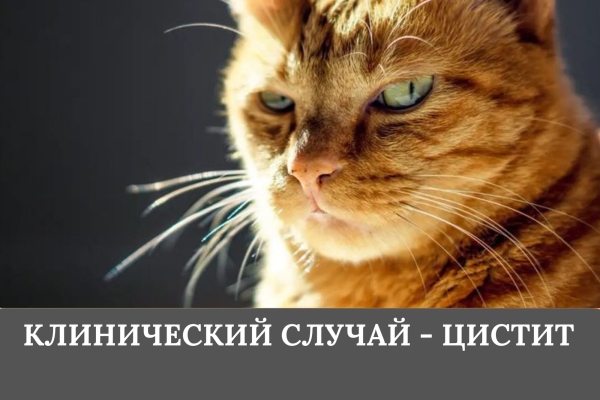 КЛИНИЧЕСКИЙ СЛУЧАЙ — ЦИСТИТ. ПРИМЕНЕНИЕ ПРЕПАРАТОВ «МАРБОБЕЛ 2» И «МЕЛОКСИВЕТ 0,2%»