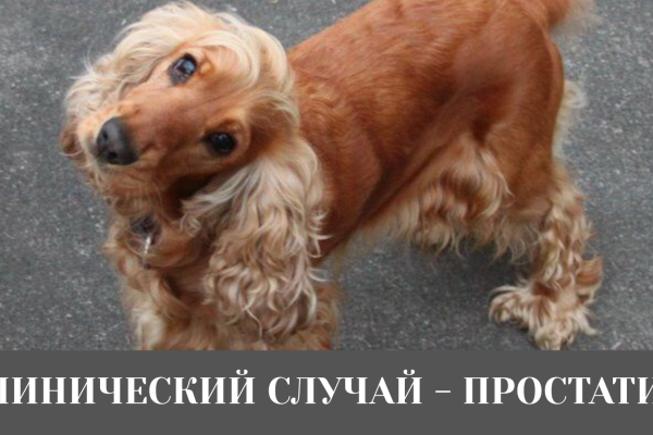 КЛИНИЧЕСКИЙ СЛУЧАЙ — ПРОСТАТИТ. ПРИМЕНЕНИЕ ПРЕПАРАТОВ «МАРБОБЕЛ 2» И «МЕЛОКСИВЕТ 0,2%»