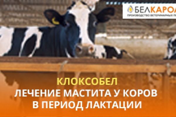Лечение мастита у коров в период лактации