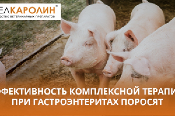 Эффективность комплексной терапии при гастроэнтеритах поросят