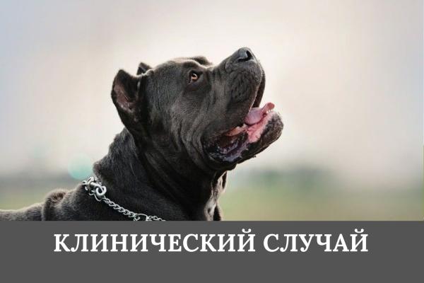 КЛИНИЧЕСКИЙ СЛУЧАЙ — ИНОРОДНОЕ ТЕЛО. ПРИМЕНЕНИЕ ПРЕПАРАТОВ «МАРБОБЕЛ 2», «МЕЛОКСИВЕТ 0,2%», «ДЕКСАВЕТ 0,4%», «АДЕМЕБЕЛ»