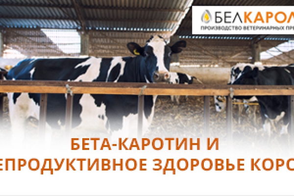 Бета-каротин и репродуктивное здоровье коров