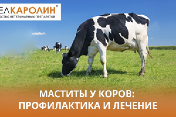 Маститы у коров: профилактика и лечение