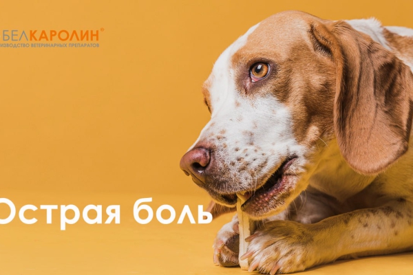 Острая и хроническая боль: почему важно не упустить момент!