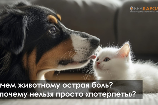Как острая боль незаметно превращается в хроническую — и что делать прямо сейчас!