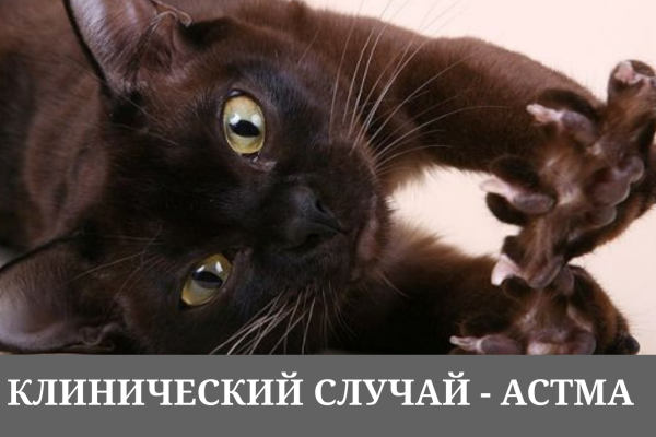 Клинический случай — астма. Применение препарата «Преднивет 2,5%»