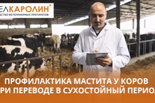 ПРОФИЛАКТИКА МАСТИТА У КОРОВ ПРИ ПЕРЕВОДЕ В СУХОСТОЙНЫЙ ПЕРИОД