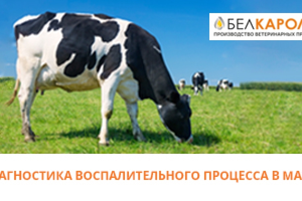 Диагностика воспалительного процесса в матке