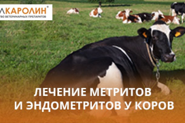 Лечение метритов и эндометритов у коров