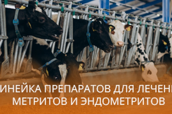 ЛИНЕЙКА ПРЕПАРАТОВ ДЛЯ ЛЕЧЕНИЯ  МЕТРИТОВ И ЭНДОМЕТРИТОВ