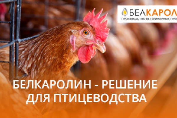 Белкаролин — решение для птицеводства