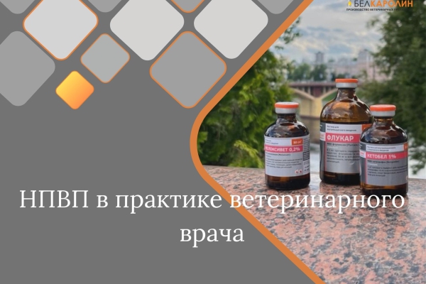 Вебинар-НПВП в практике ветеринарного врача