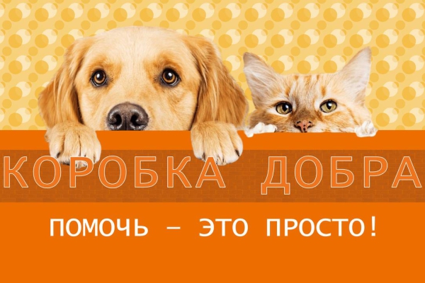 Маленькие дела с большим сердцем: помогаем приюту «Добрик».