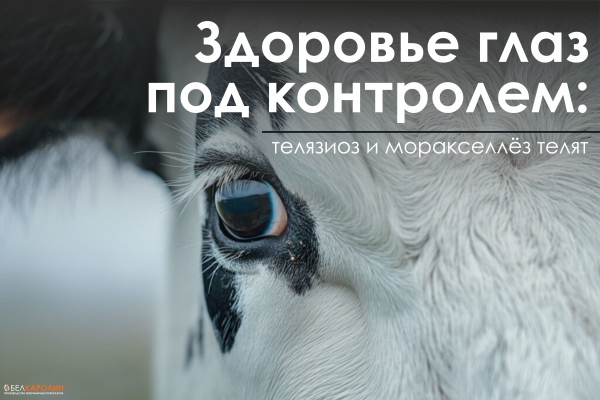 Здоровье глаз под контролем: телязиоз и моракселлёз телят