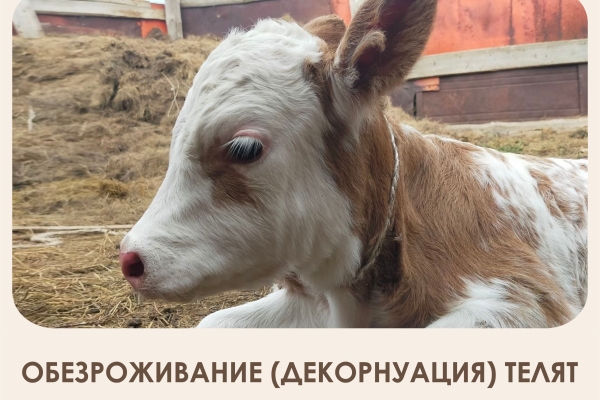 Золотой стандарт декорнуации: почему одной местной анестезии телятам недостаточно?